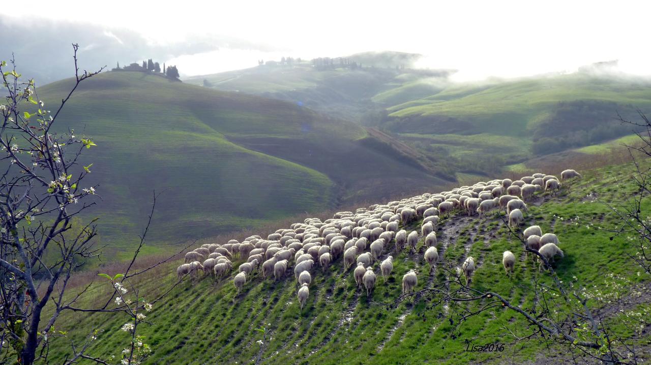 Agriturismo Fattoria Lischeto Volterra Bagian luar foto